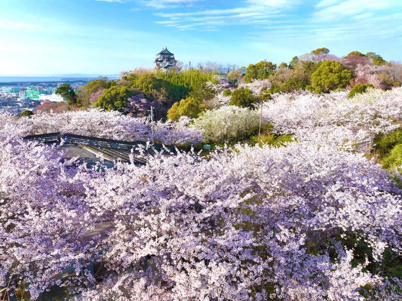 【高知県内発】 徳島の春を満喫！枝垂れ桜の名所「花見山」と徳島城跡・徳島中央公園、妙見山公園　日帰り3