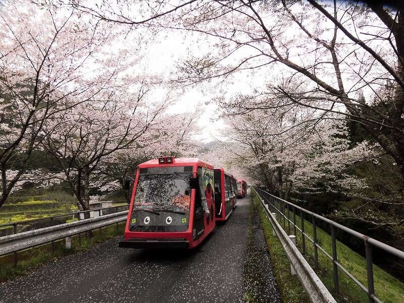 【広島・古市発】 錦帯橋の桜と錦川鉄道・とことこトレインお花見列車　日帰り3