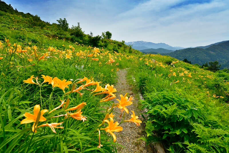 【和歌山市内ルート発】 年に一度、天空の花園が開扉！『白山高山植物園』と雲上の白山ホワイトロード２日間1
