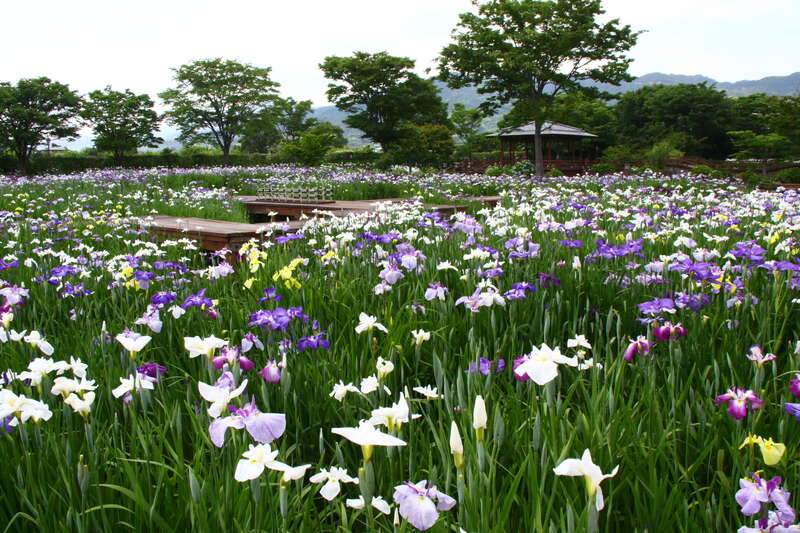 【博多発】大和花菖蒲一般公開・深川製磁ラベンダー・慧洲園のサツキ　佐賀３つの花めぐるメロびわバスツアー 　日帰り　1