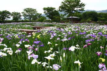 【博多発】大和花菖蒲一般公開・深川製磁ラベンダー・慧洲園のサツキ　佐賀３つの花めぐるメロびわバスツアー 　日帰り　