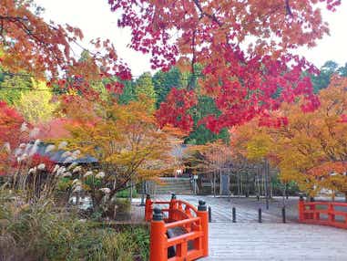 【奈良県内発】 標高800M!天空の聖地 秋の高野山と世界遺産花手水の丹生都比売神社 日帰り