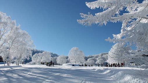 【新宿夜発】ぶっとび!日帰りスキー&スノボ|野沢温泉スキー場(リフト券付)