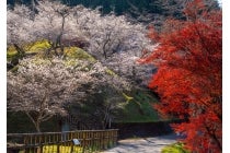 ★１２月７日～１２月１３日出発【名古屋駅発】＊日帰り軽食付＊『香嵐渓紅葉と小原の四季桜の競演　KORANKEI　2026』2
