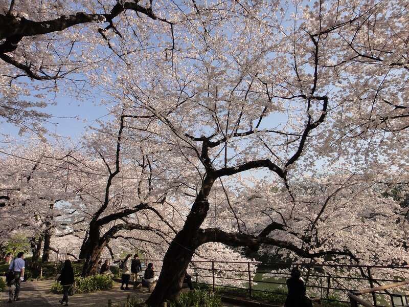【福島県・新幹線駅（福島駅・郡山駅・新白河駅）発】 【列車+観光】はとバスで行く　２階建てオープンバス利用東京さくら回廊と東京フリータイム　日帰り2