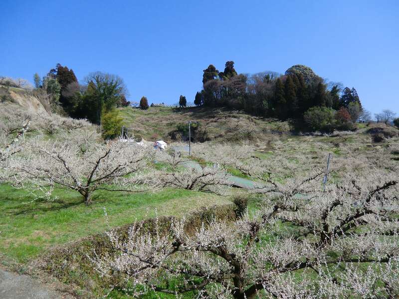 【赤間・東郷・福間・古賀発】 2日間限定の一般開放！谷川梅林観梅会＆幻想的な竹灯りのトンネルと柳川・八女２つのひなめぐり　日帰り2