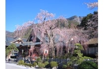 【名古屋駅発】＊日帰り昼食付＊桜の饗宴　『しだれ桜の身延山久遠寺と駿河湾桜えび御膳』1