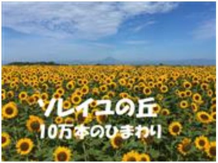 東京発 爽快！東京湾クルージング♪南房総「海鮮丼」と夏の味覚「ブルーベリー狩り」＆10万本のひまわり＜JAMJAM TOUR＞1