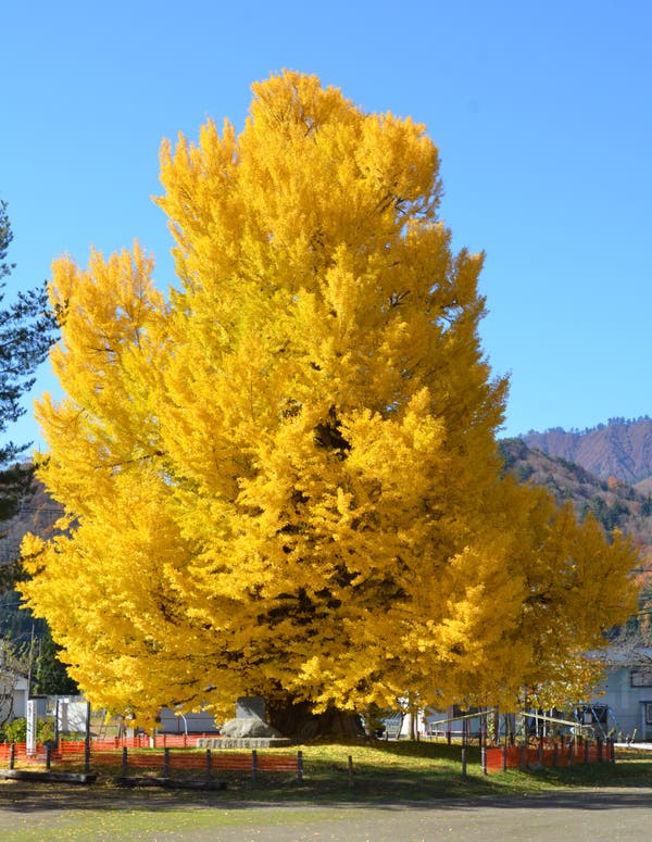 【山形県内発】 紅葉の会津鉄道 「お座トロ展望列車」と南会津紅葉めぐり（日帰り）1