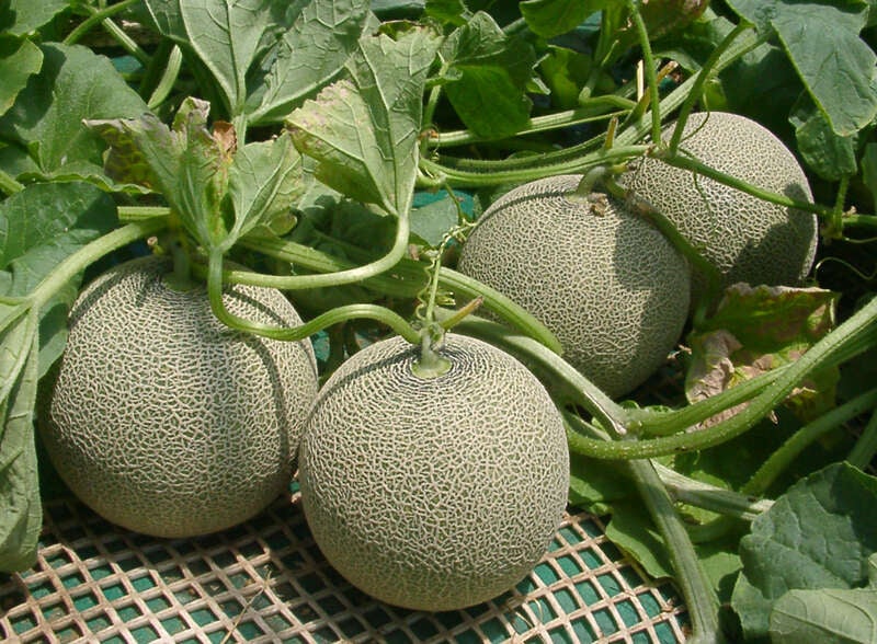 【千葉県内発】 名産地鉾田でメロン１玉狩り＆メロン1/2玉豪快試食付 タコの生産世界一！茨城県大洗の「三浜たこめし」弁当と那珂湊　日帰り1