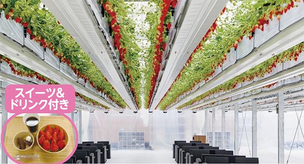 ＜兵庫＞丹波篠山 本格ボタン鍋＆宙に浮かぶいちご狩り体験　どっさり3㎏のお土産付【垂水・名谷・西鈴蘭台出発】2