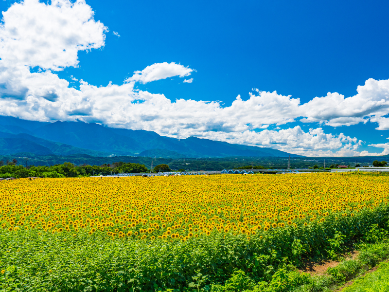 🔥催行確定日あり🔥【新宿発】7,000円台～ぶっ飛び格安✨絶景！明野ひまわり畑🌻×もも狩り食べ放題🍑お土産もも1個付き！×大人気信玄餅詰め放題×甲州料理＆スイス料理食べ放題🧀山梨の夏を楽しむ日帰りバスツアー🚌2
