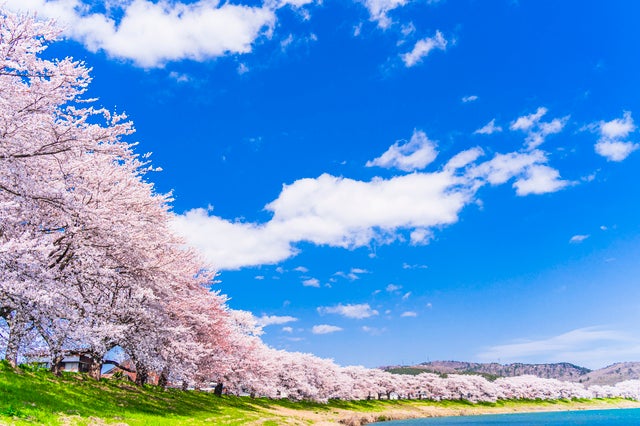 【東京駅・上野駅・大宮駅・小山駅・宇都宮駅・那須塩原駅発】 日本三大桜「三春滝桜」と南東北の絶景桜７景　 乳白色の名湯・蔵王温泉宿泊（２日間）3