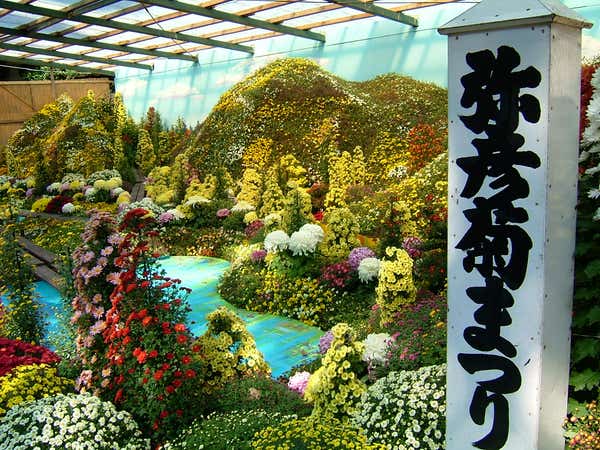 【山形県内発】 越後きのこ狩りと寺泊で海産物のお買い物・ご昼食＆ 弥彦神社菊まつりともみじ谷（日帰り）3