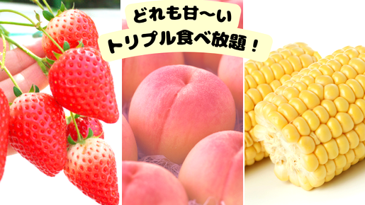 ＜Web割対象商品＞【キングツアーバス旅】八ヶ岳を眺めるまきばレストラン＆明野のひまわり畑♪希少種いちご＆甘～い生トウモロコシ＆桃トリプル食べ放題♪〔調布・府中発〕1