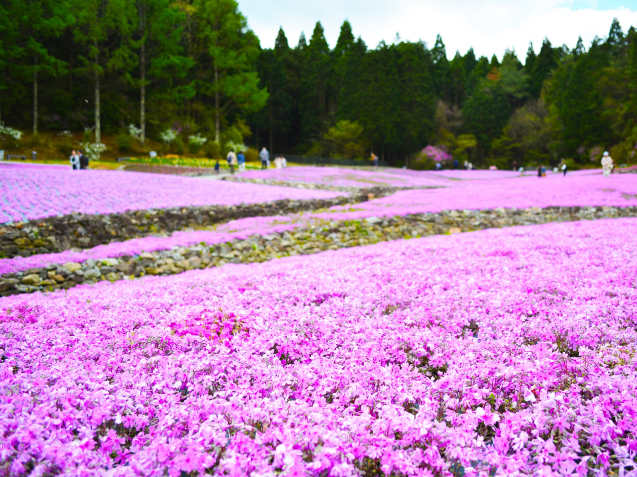全長120mの藤棚に咲き誇る圧巻！の白毫寺「九尺藤」＆一目一億輪！「三田花のじゅうたん」　春のフルーツフラワーフェスティバル2026！【河内磐船・枚方市・JR高槻発】2