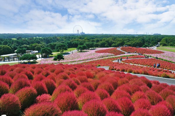 【山形県内発】 緑と赤のグラデーションが美しい！ 国営ひたち海浜公園コキアと那珂湊で海産物のお買い物（日帰り）1