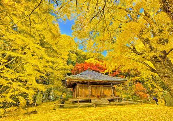 【福岡発着】黄金色の富貴寺ともみじの両子寺とゆふいん山水館 贅沢味覚ランチバイキング3