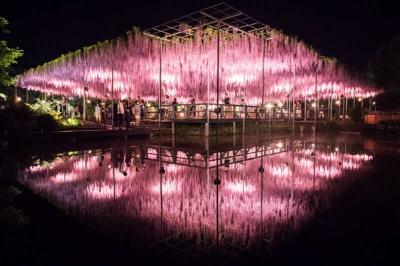 【千葉県内発】 あしかがフラワーパーク光の花の庭イルミネーションと足利織姫神社ライトアップ・ 地元で人気レストランTSUMIKI　日帰り3