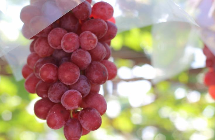 【早割30】[新宿発]早割で7,480円～!!河口湖もみじ回廊散策＆桔梗信玄餅詰め放題体験！季節のぶどう狩り食べ放題等、秋の遠足日帰りバスツアー！2