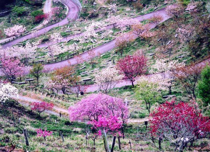 【鳥取駅南口発】 春色の天空の城「竹田城跡」とかみかわ桜の山 桜華園　但馬牛ランチ日帰り2