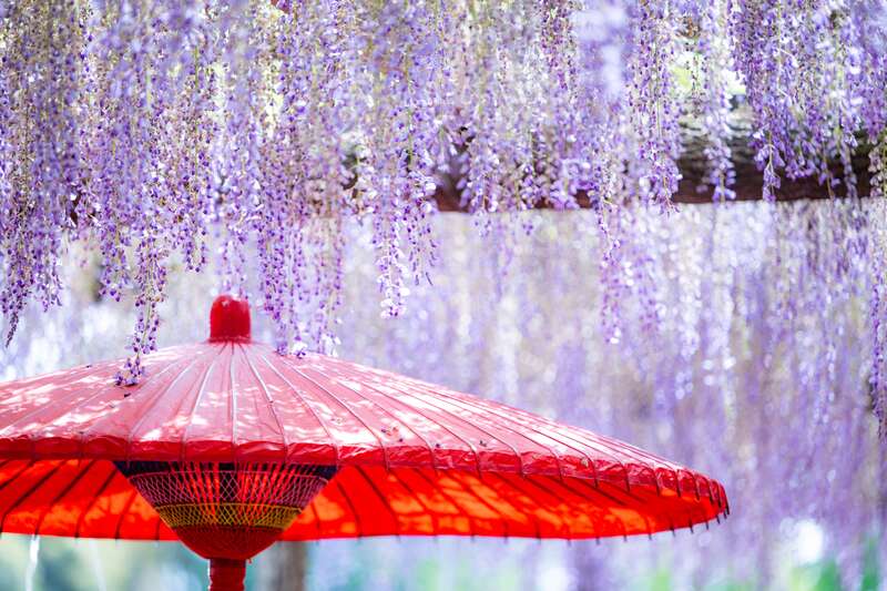 【兵庫県内発】 天王川公園の「藤棚」と春薫る桜ダイ御膳　日帰り2