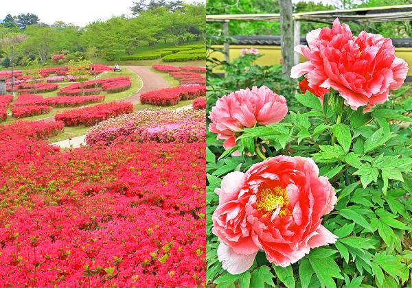春からつ3つの春花めぐりと[初企画]おんくり唐津で山海味覚ランチ3