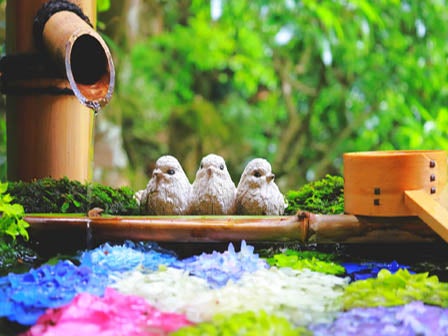 中部バス旅　２万株の紫絵巻“三室戸寺”と花手水発祥の地“楊谷寺”3