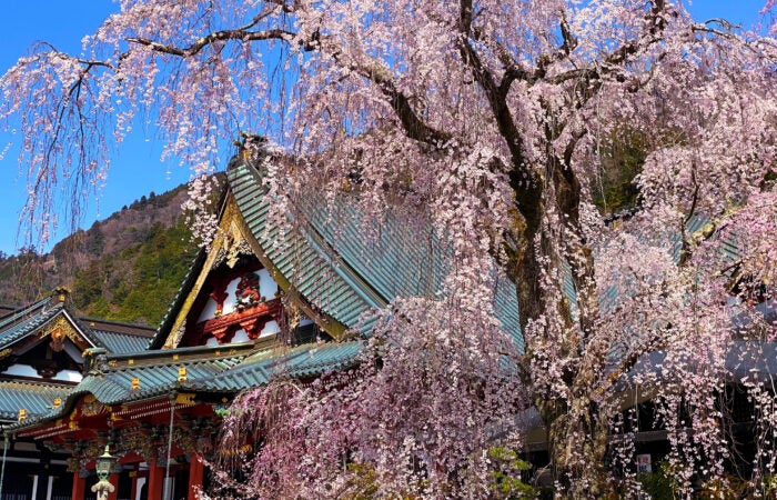★3/31 催行決定★【横浜発】春の花見散策！三嶋大社桜と身延山しだれ桜を鑑賞♪～嬉しいお弁当付きツアー2