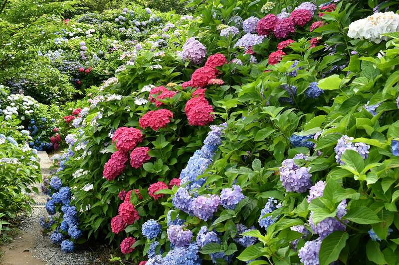 【宇部新川・小野田・厚狭発】雨色に映えるあじさい散歩と果物3種のお持ち帰り　～いろどり愉しむ筑豊旅～　日帰り3