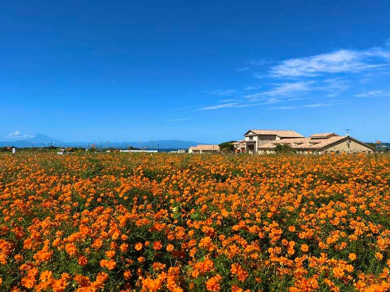 【千葉県内発】 約25万本のキバナコスモス咲く♪『ソレイユの丘』　三崎まぐろ入り！『8種海鮮丼』＆海の幸セットお持ち帰り♪1