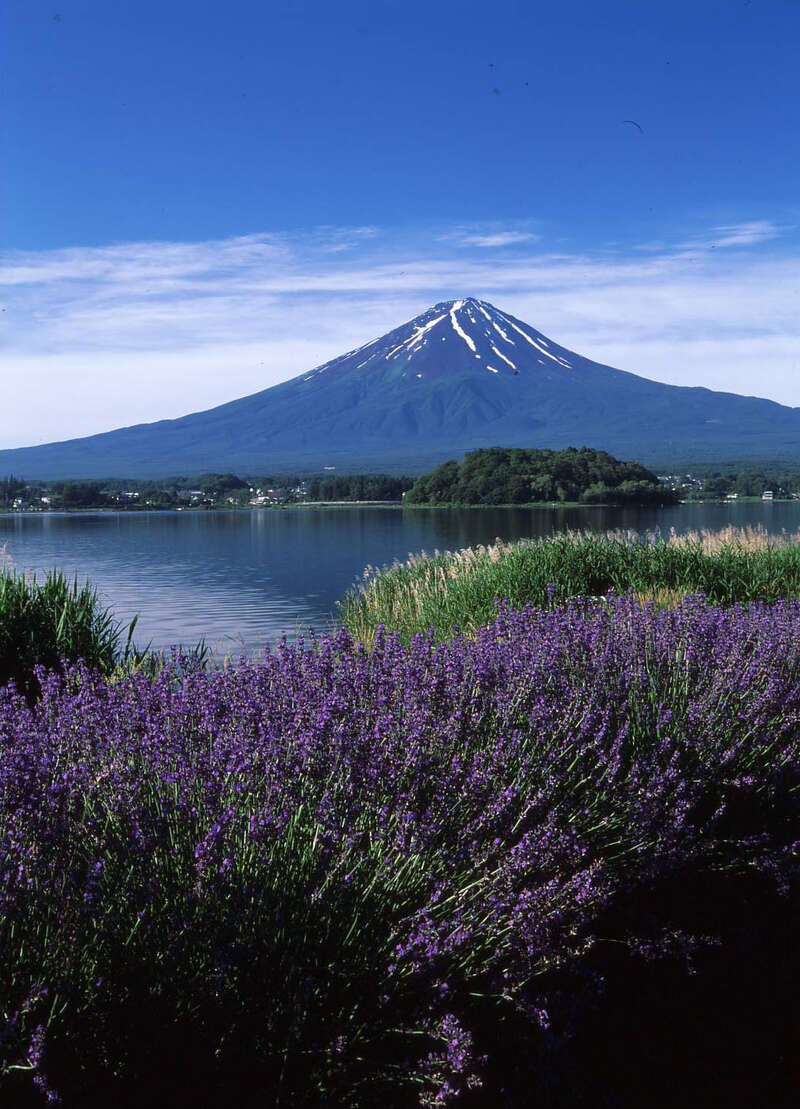 【千葉県内※銚子・茂原発着ルートを除く発】 国産メロン1玉土産付！ぴっちぴち甲州桃狩り食べ放題 河口湖ハーブフェスティバル＆富士大石ハナテラス　日帰り1