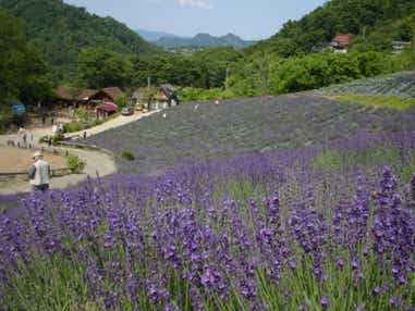 【富山県内発】 すごろく季節の花めぐり6月　第3回ラベンダー　癒しの里安曇野池田町のラベンダー