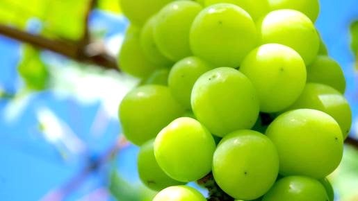 ＜Web割対象商品＞【キングツアーバス旅】秋の味覚 箱入り松茸3本お持ち帰り♪シャインマスカット狩り食べ放題＆松茸のご昼食　富士山と花のコラボ「虹の花まつり」〔立川・京王八王子発〕2