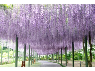 【名古屋・一社発】花の祭典！浜名湖花フェスタ＆いちご狩り＆うなぎパイ工場＆浜名湖産うなぎの天重とオードブルビュッフェ