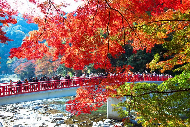 【大分県内／小倉駅発】 東海随一！紅葉の香嵐渓・秋に咲く四季桜と浜名湖遊覧・東海名所めぐり3日間1
