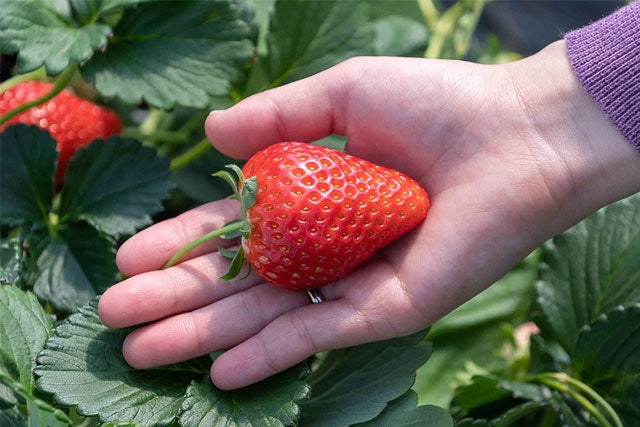 1/11・14・17・20・24催行決定【新宿発】初物「いちご狩り」栃木ブランド品種が30分食べ放題！！光り輝く「あしかがフラワーパーク」イルミネーション＆おかしパークで「みかもの月」詰め放題も満喫★　日帰りバスツアー3