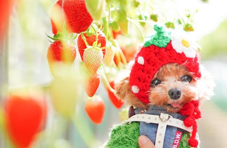 【愛犬同伴プラン】(2/22)】幻想的な山中湖アイスキャンドル&スカイランタン®フェスティバル鑑賞♪いちご狩り食べ放題(チョコレートファウンテン＆パンケーキも!!)、ヨーロピアンなカフェレストランでハンバーグセットを堪能の日帰りvipわんツアー！2