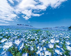 神戸空港　発
北関東春の花競演と世界遺産日光東照宮1