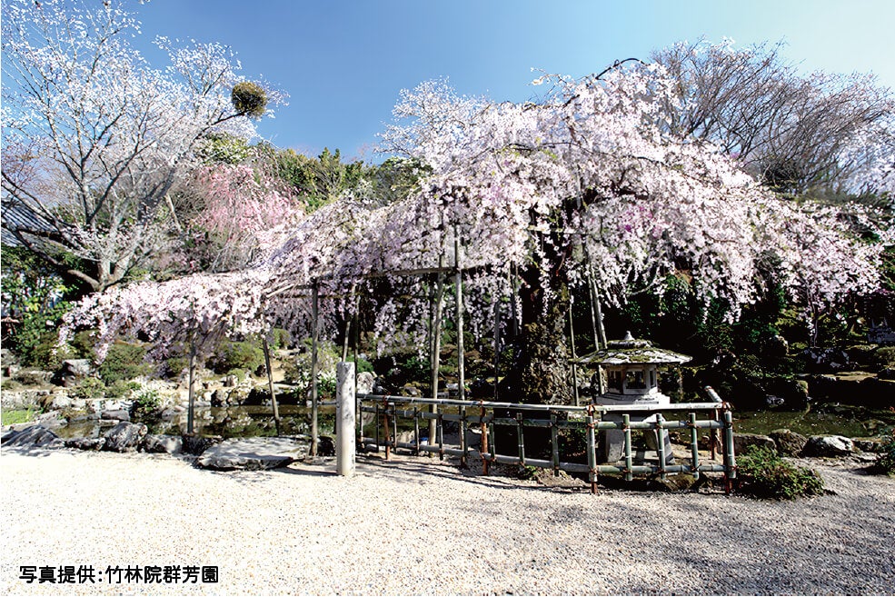 ＜奈良＞優雅に楽しむ吉野千本桜 たっぷり3時間滞在【垂水・名谷出発】3