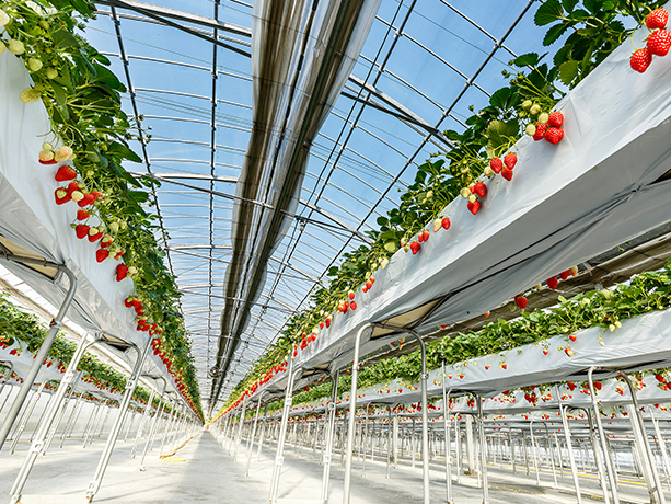 天空のパノラマ「びわ湖テラス」空中さんぽと予約殺到！人気の「いちご園」でいちご狩り食べ放題！【久宝寺・近鉄八尾・八戸ノ里・新石切発】3