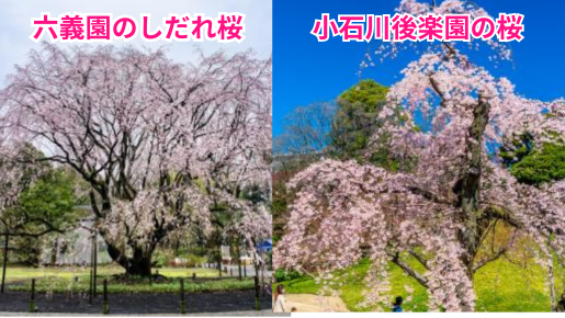 ＜Web割対象商品＞【キングツアーバス旅】千鳥ヶ淵＆小石川後楽園＆六義園　東京さくら名所♪＆東洋文庫　海鮮バイキング 生本マグロ・本ズワイガニ食べ放題〔多摩センター・府中・調布発〕3