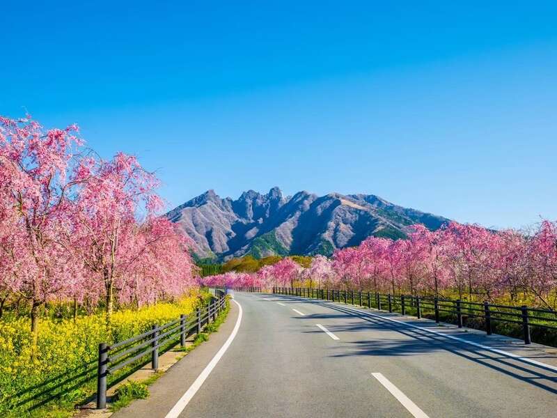 【小倉・黒崎・引野発】 震災から生まれた絶景！地元造園会社が手がける2kmの桜並木“サクラミチ”と震災ミュージアムKIOKU＆南阿蘇鉄道の車窓　日帰り2