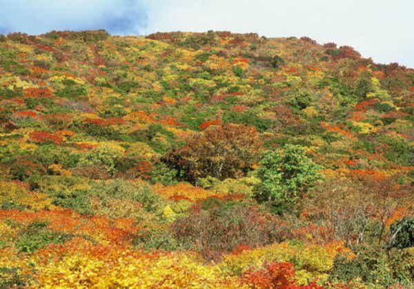 【山形県内発】 朱鷺めき秋の佐渡ケ島　2日間2