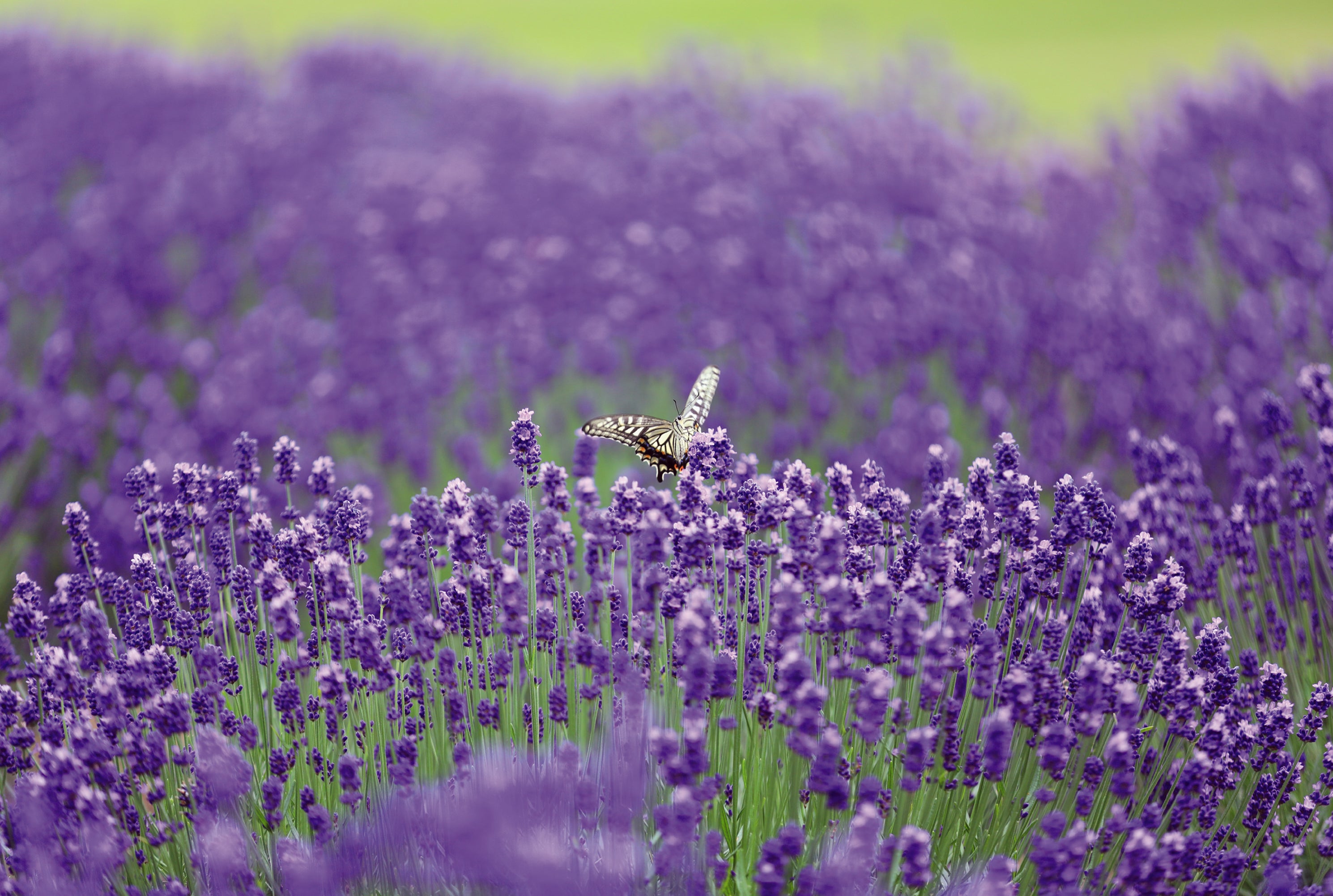 【石巻・仙台発】旅のすごろく市6月　トマト尽くし！トマトコースランチトマト狩りとあぶくまラベンダー（日帰り）1