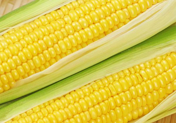 高糖度メロン1玉とスイートコーン2本お土産付♪ バラ色のくまもとメロン旬楽祭2