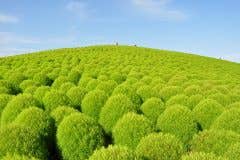 日東交通【館山駅・富楽里・木更津駅発】ひたち海浜公園コキア(緑葉）観賞と鉾田メロン狩り＜コースNo.25-1045＞（京成トラベルサービス㈱）1