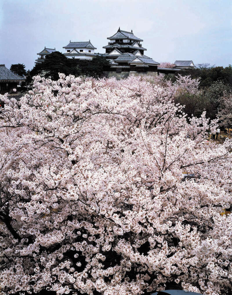 【高知県内発】 桜咲く松山城と道後温泉さんぽ　日帰り1