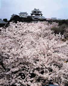 【高知県内発】 桜咲く松山城と道後温泉さんぽ　日帰り
