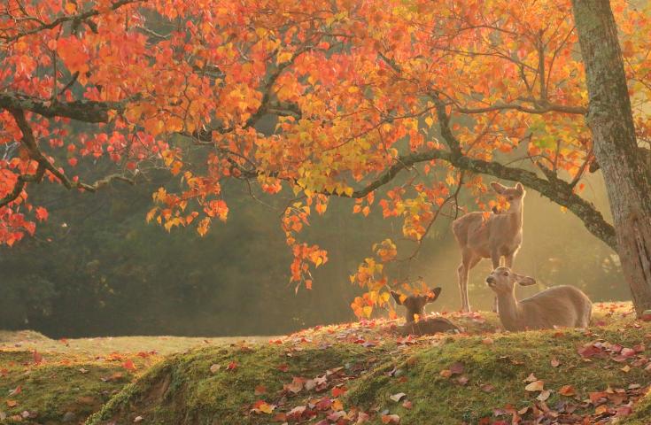 [難波発]京都・奈良日帰りツアー(黒毛和牛神戸牛しゃぶしゃぶ/英語ガイド付)3